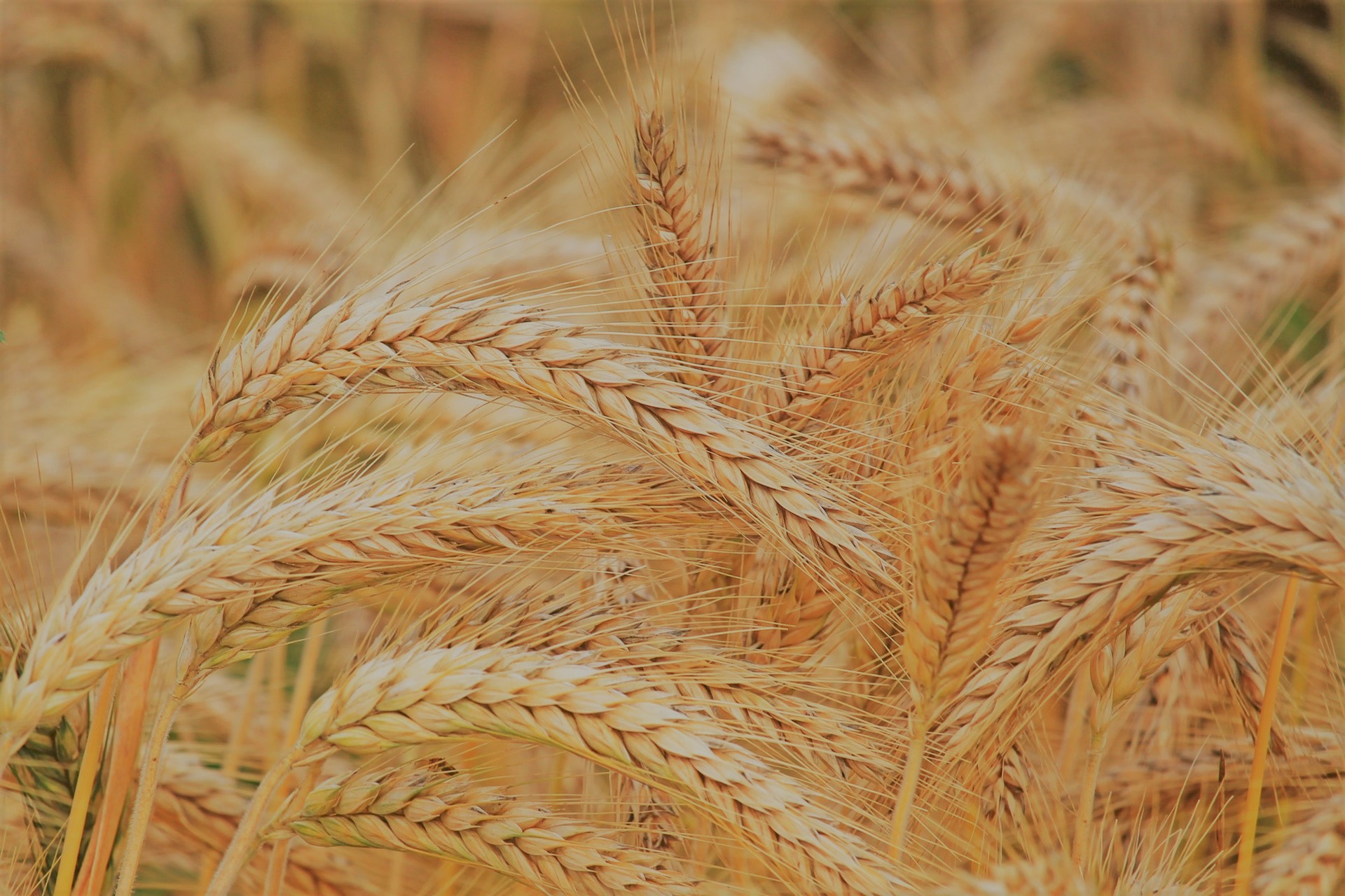Why we don’t eat wheat